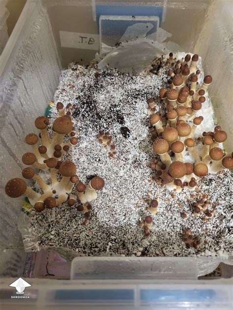 The total yield of fruit bodies may be more than 3-4 times than other cubensis. . Golden teacher fruiting time